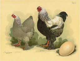 La Poule Brahma Poules Et Cie Poule et poussins brahma perdrix maillés dorés. la poule brahma poules et cie