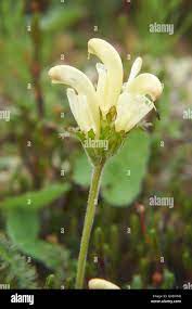 Flower Capitate Lousewort Pedicularis Capitata In Natural Tundra Environment Stock Photo Alamy