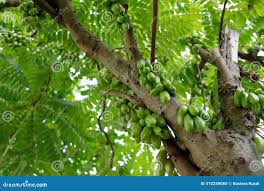 Image result for Averrhoa