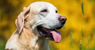Skin Tags On Dogs What Are They And Should You Get Them Removed Skin Tag Dog Skin Skin Tag Removal
