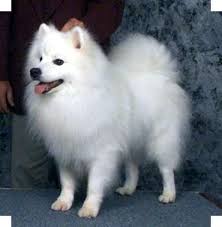 Pomeranian Black American Eskimo Dog Pug Puppies American Eskimo Spitz American Eskimo Club America American Eskimo Dog Miniature American Eskimo American Eskimo Puppy