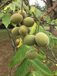 Image result for Juglandaceae