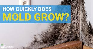 With water present and still, certain mold groups, like aspergillus, can grow in less than a day. How Long Does It Take For Mold To Grow Essential Home Garden