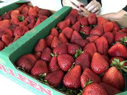 Youll find the best berries if you shop for them seasonally. When Are Strawberries In Season Here S When Most Strawberries Ripen Home For The Harvest