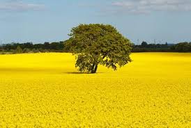 Billedresultat For Rapsmarker Abstrakt Landskab Landskab Abstrakt