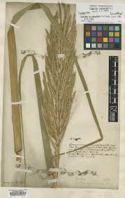 Image result for Melinis ambigua