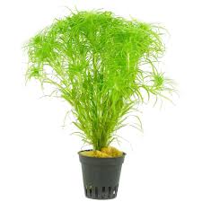 Image result for Syngonanthus