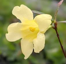 Image result for Gelsemium