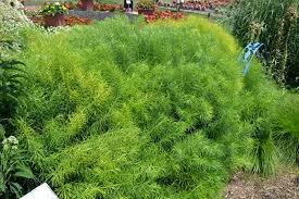 Image result for Cyanastrum johnstonii