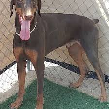 < image 1 of 5 >. Doberman Pinscher Puppies For Sale In Las Vegas Nevada Adoptapet Com