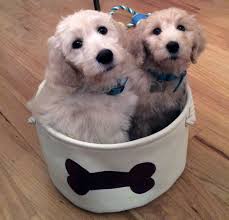 These puppies are priced at $1500 which includes our deluxe puppy starter package and a two year health guarantee as well as a lietime of breeder support and knowledge! Carriage House Cockapoo Goldendoodle Puppies Puppy Information