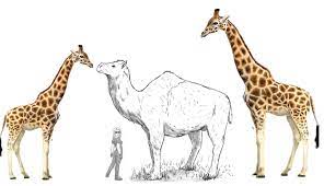 The closest relative to a giraffe is an okapi. Megacamelus The Biggest Camel Ever Compared To An Average Sized Giraffe And A Record Breaking Giraffe Naturewasmetal