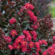 Bark and leaves are purgative; Cottage Farms Direct Perennials Crape Myrtle Barista Cherry Mocha 2pc