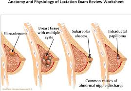 Anatomy And Physiology Of Lactation Exam Review Worksheet Pdf Free Download