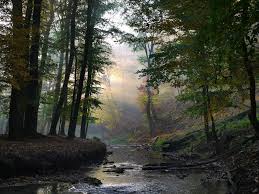 Explore the greener side of budapest at sas hill nature reserve. Fejer Hungary Forest Scenery Nature Nature Tree