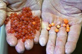 Alaskan salmon can stay at sea for up to 7 years, although this varies by species. Eggs Citing Arrival At Willow Creek Hatchery 80 000 Fertilized Salmon Eggs My Edmonds News