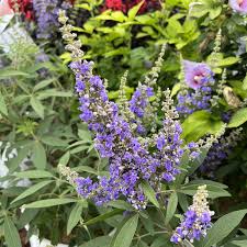 Image result for Vitex