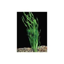 Corkscrew Vallisneria Live Plants Petsmart Plants Plastic Grass Live Plants