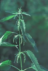 Image result for Urtica