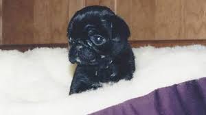 Maybe you would like to learn more about one of these? A Look At The Black Pug Dog Is It The Right Breed For You