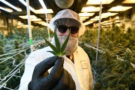 Colorado Marijuana Sales Hit 2 2 Billion In Highest Selling Year Yet The Denver Post