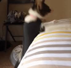 The last time he tried he just sat there with his paws on the edge and waited for me to lift him up. Cat Makes A Right Mess Of Jumping Up On The Bed The Daily Edge