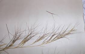 Image result for Aristida transvaalensis