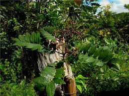 Image result for Zanthoxylum gilletii