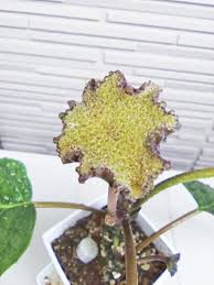 Image result for Dorstenia psilurus