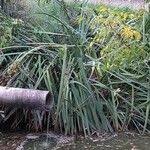 Image result for Cyperus dives
