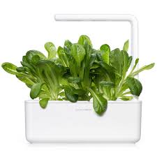 It's a great leafy green to grow because it grows quickly, produces for a lettuce does not compete well with weeds. Romaine Lettuce Plant Pods Click Grow