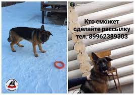 pomogaem informacionno prosba maksimalno rasprostranit informaciyu yaroslavskaya oblast der nazarovo 28 04 2019 propal ovcharka nemeckaya ovcharka chara