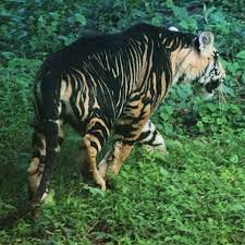 Melanistic Tiger Rare Cats Big Cat Species Small Wild Cats
