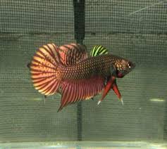 Thai Wild Betta Smaragdina Betta Quality Plakat Fighting Fish From Thailand Betta Betta Fish Tropical Fish