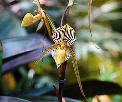 Maybe you would like to learn more about one of these? Rare Expensive Impossible To Find Sometimes Stinky Flowers