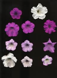 Image result for Petunia axillaris