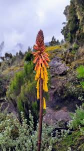 Image result for Kniphofia thomsonii