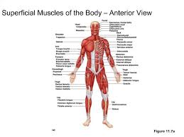 Muscles of the human body. Ppt Superficial Muscles Of The Body Anterior View Powerpoint Presentation Id 526126
