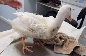 Duck Care Duck Vet Bird Vet Melbourne
