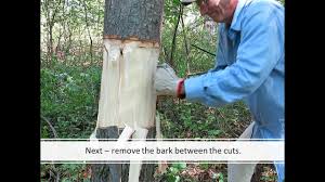 Let's talk about how to kill a tree stump easily without any special tools. Kill Tree No Chemicals Youtube