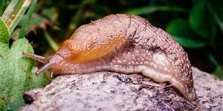 Are slugs poisonous to dogs? Rat Lungworm Infects People Who Accidentally Eat Slugs And Snails