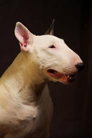 Image result for bulteriér