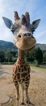 Pin On Giraffe