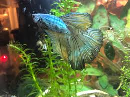 Bettas Fins Turning Yellow Normal Color Change Bettafish