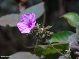 Image result for Clutia sessilifolia