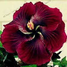 Hibiscus Flower Seeds Burgundy Qty 20 Hibiscus Flowers Flower Seeds Beautiful Flowers