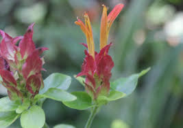 Image result for Nelsonia canescens