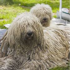 Image result for Komondor