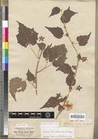 Image result for Pavonia burchellii