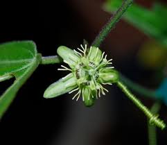 Image result for Passiflora suberosa